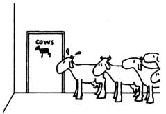 Maybe they can't be house broken, but cows can be barn trained.
